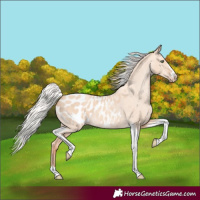 Horse Color:Silver Amber Champagne Dun Tobiano Appaloosa Rabicano 