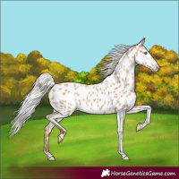 Horse Color:Silver Amber Champagne Tobiano Appaloosa Rabicano 