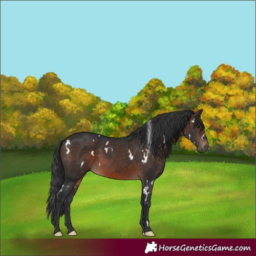 Horse Color:White Spotted Brown Rabicano 