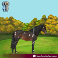 Horse Color:White Spotted Brown Rabicano 