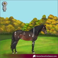Horse Color:White Spotted Brown Rabicano 
