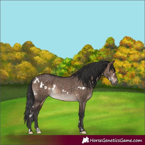 Horse Color:White Spotted Brown Dun Rabicano Brindle