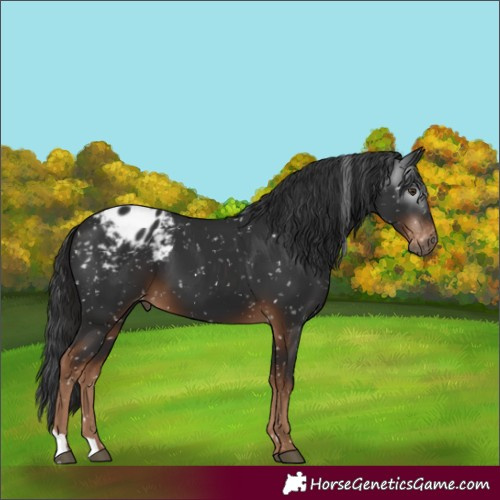 Horse Color:Gray Liver Chestnut Appaloosa 