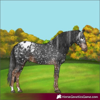 Horse Color:Gray Liver Chestnut Blanket 
