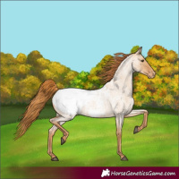 Horse Color:Red Dun Roan Snowcap 