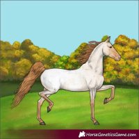 Horse Color:Red Dun Roan Appaloosa 