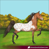 Horse Color:Bay Appaloosa