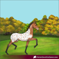 Horse Color:Bay Appaloosa 