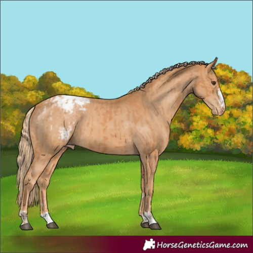 Horse Color:Chestnut Appaloosa  and Chestnut Appaloosa 