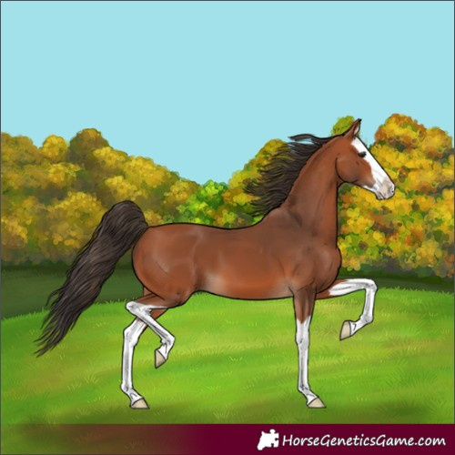 Horse Color:Bay Splash 