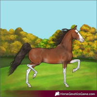 Horse Color:Bay Splash