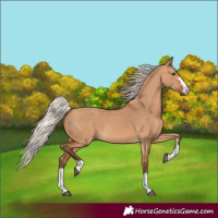 Horse Color:Silver Bay Dun 