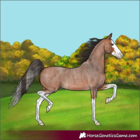 Horse Color:Bay Roan Splash 