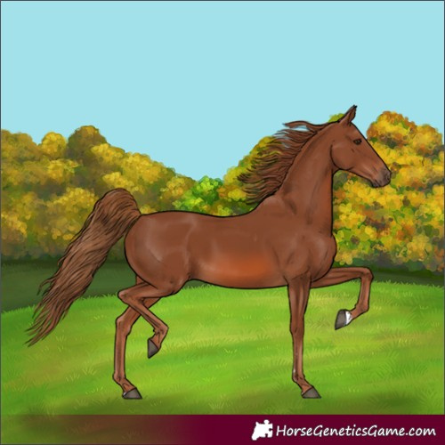 Horse Color:Chestnut 