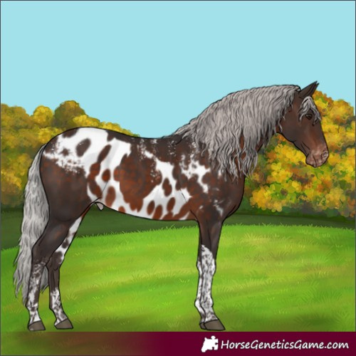 Horse Color:Powder White Silver Brown Mushroom Tobiano Skewed Appaloosa Rabicano