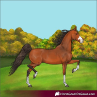 Horse Color:Bay 