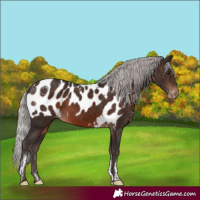 Horse Color:Powder White Silver Brown Mushroom Skewed LP Spotted Rabicano