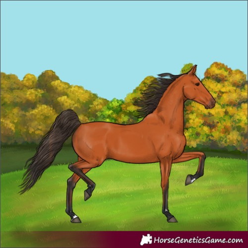 Horse Color:Bay 