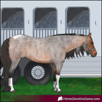 Horse Color:Bay Roan Tobiano 