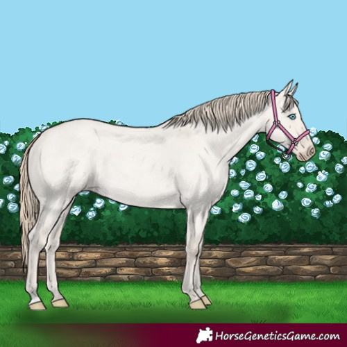 Horse Color:Smoky Creme Roan Dun 