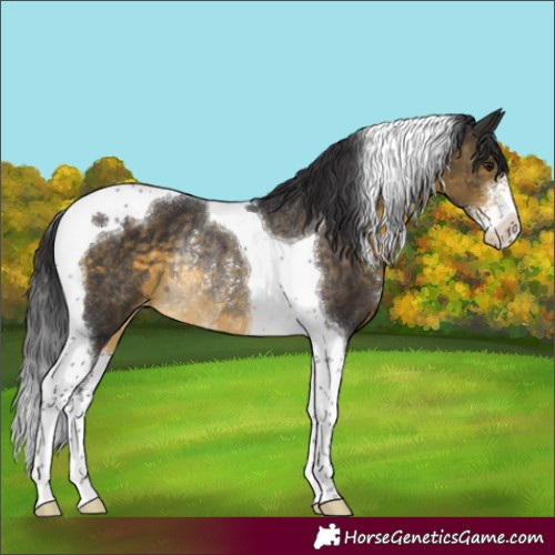 Horse Color:Buckskin Sabino Tobiano Appaloosa Rabicano 