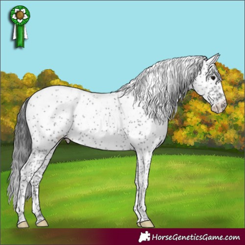 Horse Color:Black Sabino Appaloosa Rabicano 
