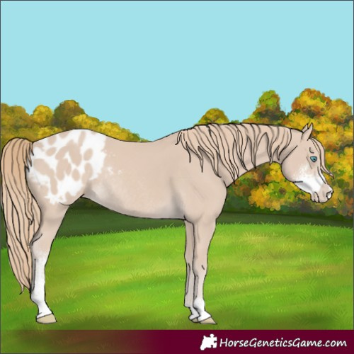Horse Color:Smoky Creme Sabino Appaloosa Rabicano 