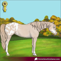 Horse Color:Smoky Creme Sabino Appaloosa Rabicano