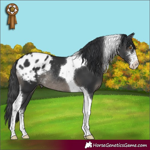Horse Color:Black Sabino Tobiano Appaloosa Rabicano 
