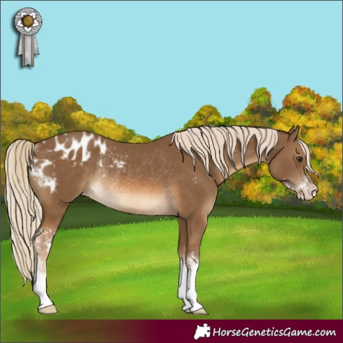 Horse Color:Chocolate Palomino Sabino Appaloosa Rabicano 