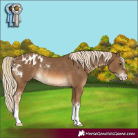 Horse Color:Chocolate Palomino Sabino Appaloosa Rabicano 