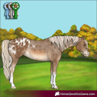 Horse Color:Chocolate Palomino Sabino Appaloosa Rabicano