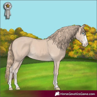 Horse Color:Smoky Creme Sabino Appaloosa Rabicano 