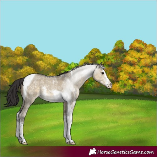 Horse Color:Buckskin Dun Sabino Tobiano 