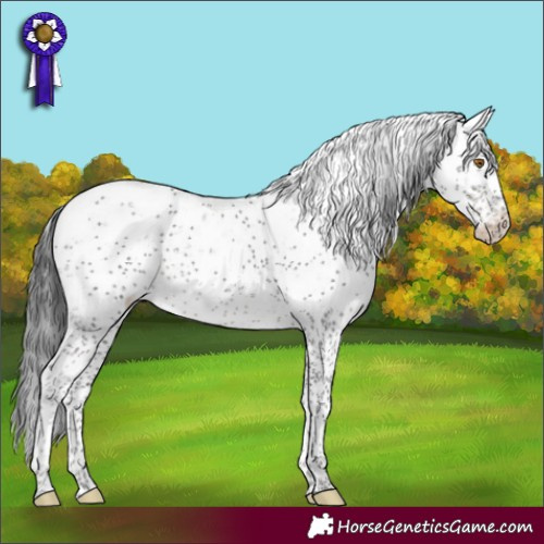 Horse Color:Black Sabino Appaloosa Rabicano 