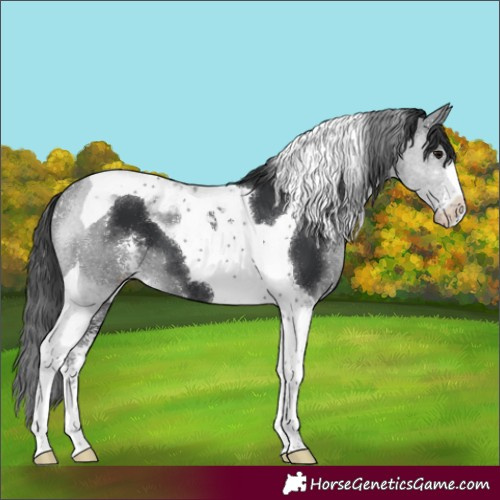Horse Color:Black Sabino Tobiano 