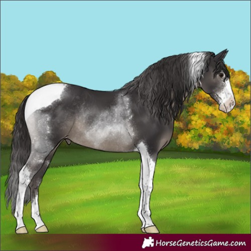 Horse Color:Smoky Black Sabino Tobiano Appaloosa Rabicano 