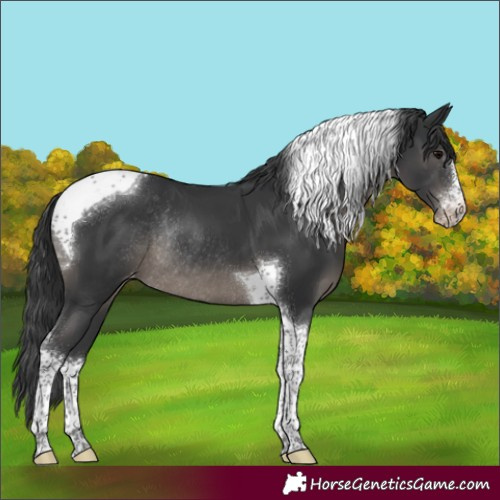 Horse Color:Black Sabino Tobiano Appaloosa Rabicano 