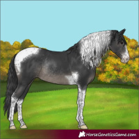 Horse Color:Black Sabino Tobiano Appaloosa Rabicano