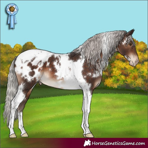 Horse Color:White Spotted Silver Brown Tobiano Appaloosa