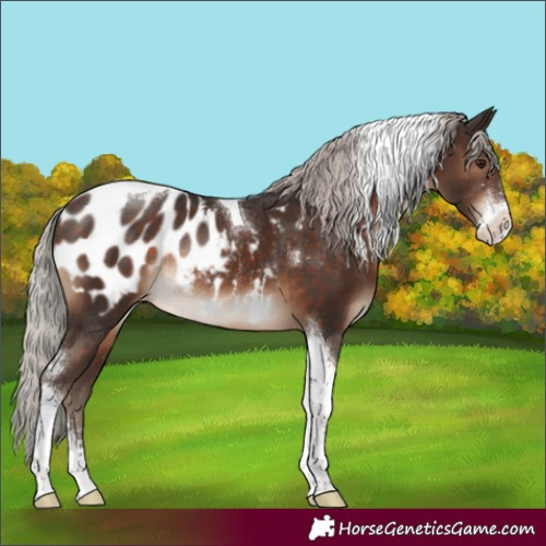 Horse Color:Silver Brown Sabino Tobiano Appaloosa Rabicano 