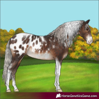 Horse Color:Silver Brown Sabino Tobiano Blanket Rabicano 