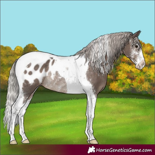 Horse Color:Silver Black Sabino Tobiano Appaloosa Rabicano 