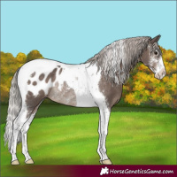 Horse Color:Silver Black Sabino Tobiano Blanket Rabicano 