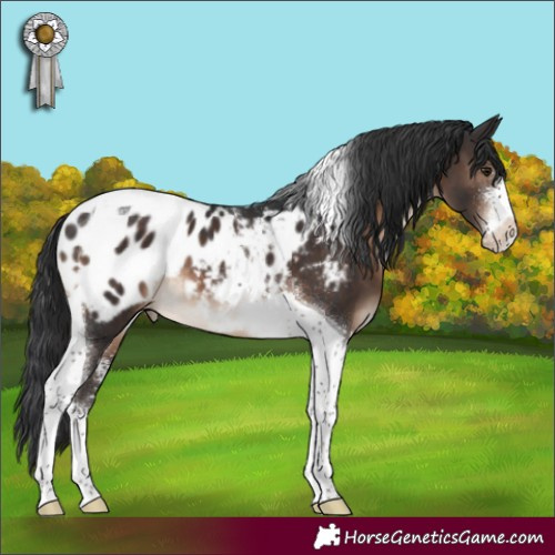 Horse Color:Brown Sabino Tobiano Appaloosa 