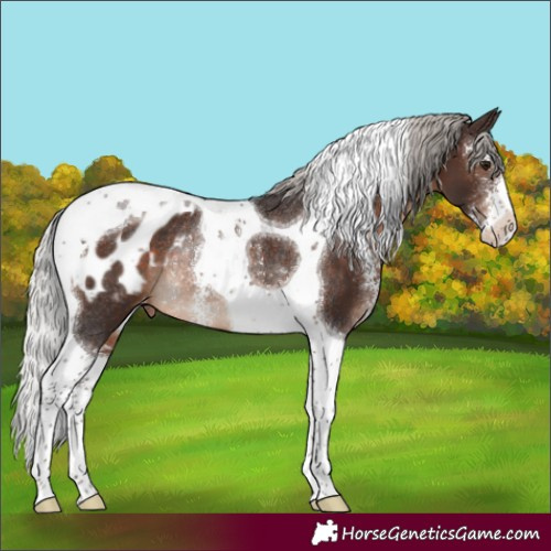 Horse Color:Silver Brown Sabino Tobiano Appaloosa Rabicano 