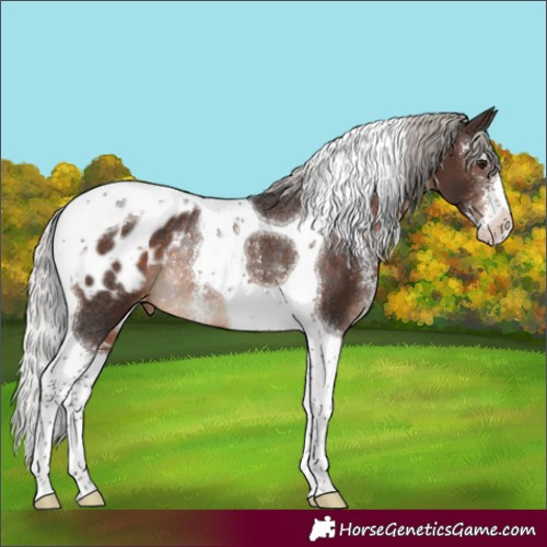 Horse Color:Silver Brown Sabino Tobiano Appaloosa Rabicano 