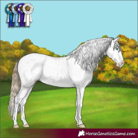 Horse Color:Smoky Black Pearl Sabino Rabicano 