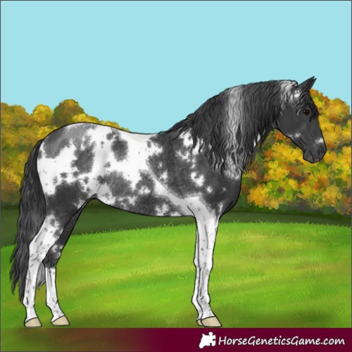 Horse Color:White Spotted Black Tobiano Rabicano 