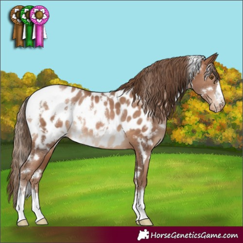 Horse Color:White Spotted Brown Pearl Appaloosa